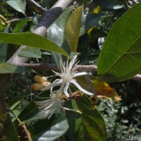 Alangium salviifolium (L.f.) Wangerin